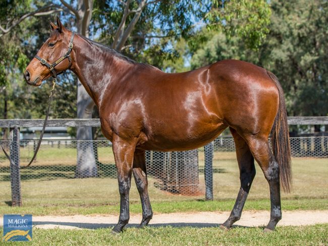 Lot 824 – Telaawa (In Foal to Exceed And Excel) Photo