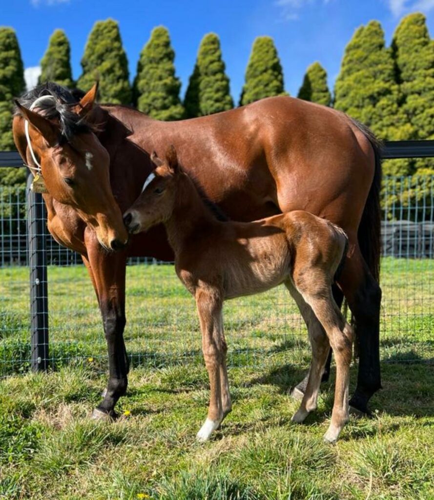 First Foal of the season - A Queen from a Princess