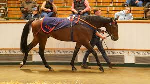 Delius (Frankel x Whatami Colt)