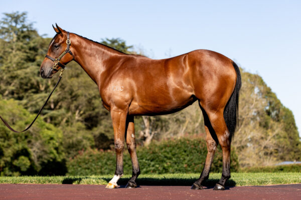 Exigent (Exceed And Excel x Dame Giselle Filly)