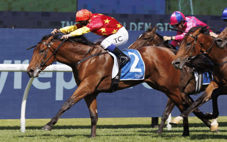 North England (Farnan x Our Belisa)