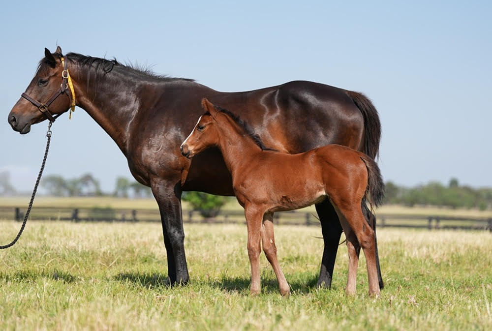 Bred to be FAST – Looks FAST – Runs FAST