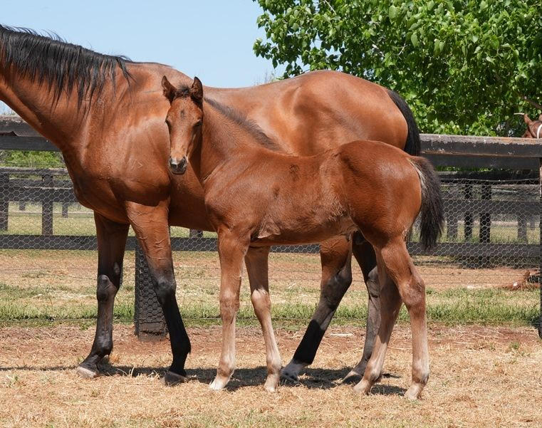 Coolmore Stakes Winner OZZMOSIS producing ‘Mouth-watering’ Group 1 Class foals