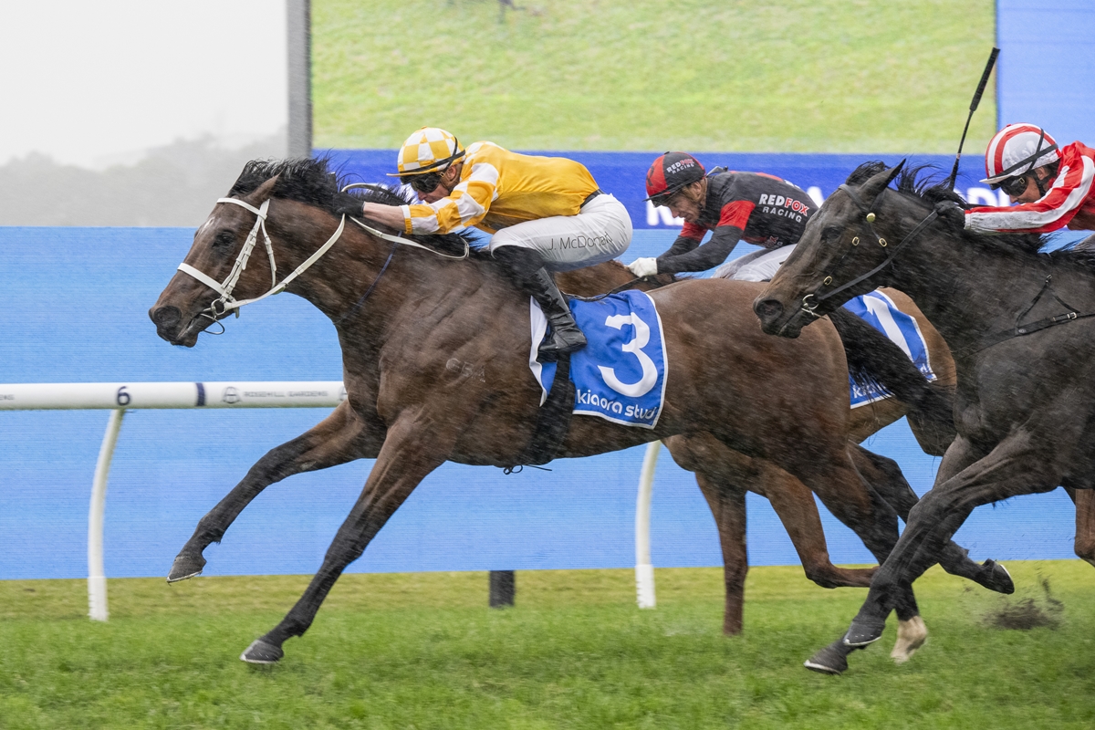 Steel-Will (Rosehill Win)